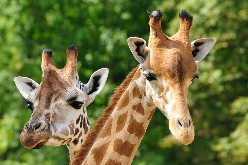 a photo of two giraffe heads