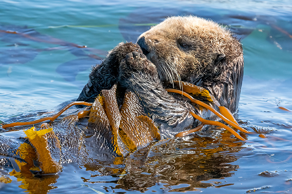 photo of an otter on its back with kelp in its paws