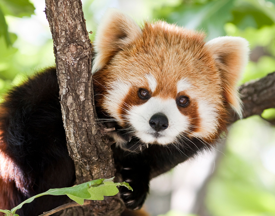 a photo of a cute red panda in a tree