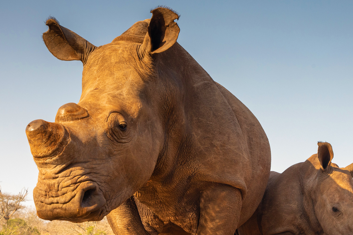 a photo of a rhino head