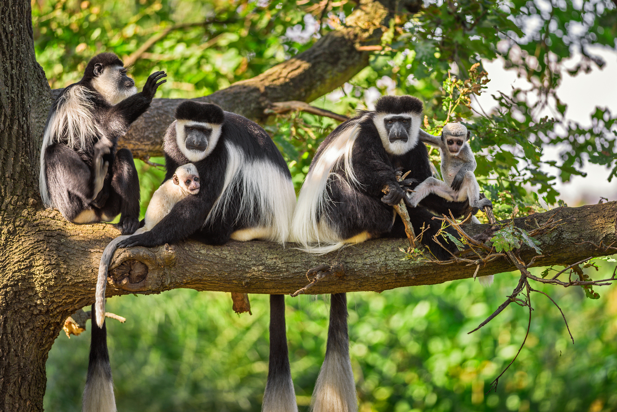 a group of colobus