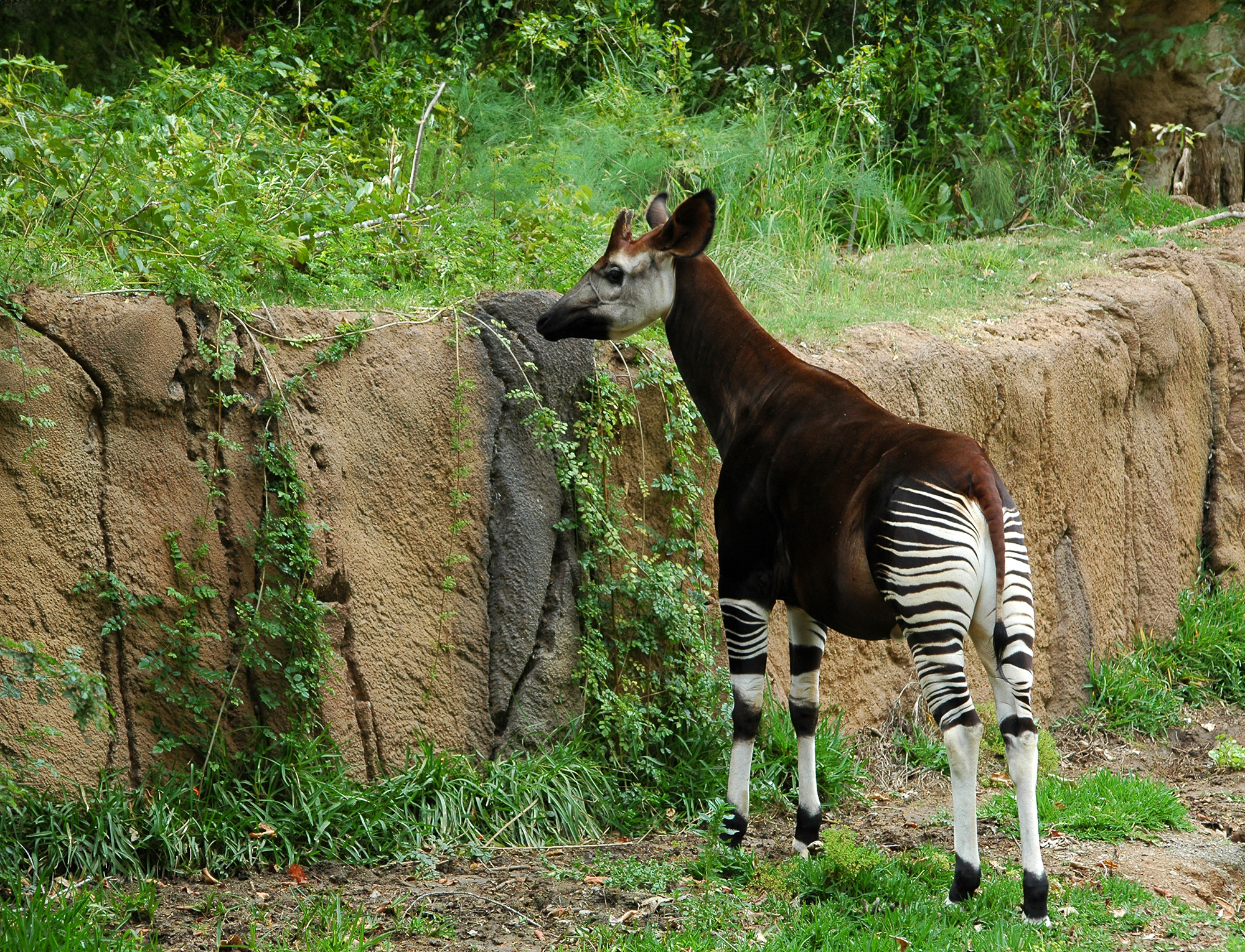 okapi