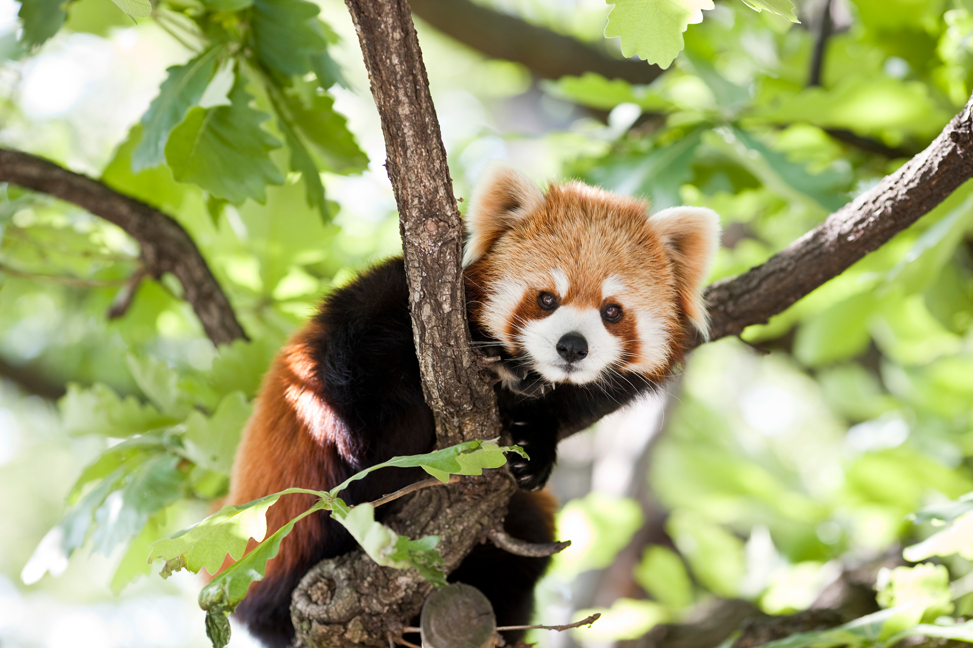 red panda on a branch