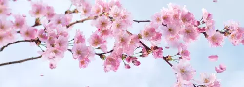 cherry blossom branch on a tree with blue sky background