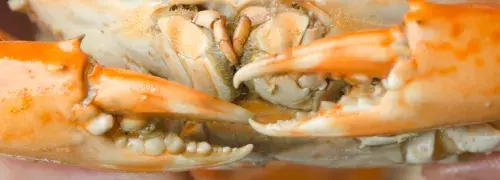 close up view of crab