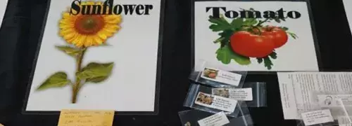 pumpkin seed packages on table